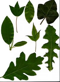 Leaves showing various morphologies. Clockwise from upper left: tripartite lobation, elliptic with serrulate margin, peltate with palmate venation, acuminate odd-pinnate (center), pinnatisect, lobed, elliptic with entire margin